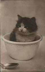 Kitten in a Bowl Cats Postcard Postcard Postcard