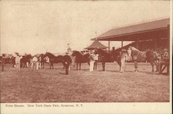 Prize Horses New York State Fair Syracuse, NY Postcard Postcard Postcard