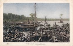 The Great Dismal Swamp 1907 Jamestown Exposition Postcard Postcard Postcard