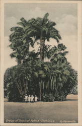 Group of Tropical Palms Dominica Caribbean Islands Postcard Postcard Postcard