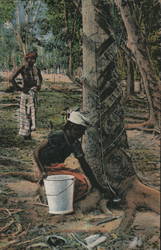 Tapping Rubber Trees Singapore Southeast Asia Postcard Postcard Postcard