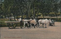 "Road rolling by bullocks" Postcard