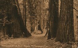 Redwood Drive Muir Woods Postcard