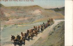 Mule Team Hauling Borax in Death Valley Postcard