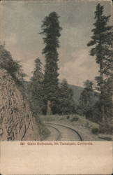 Giant Redwoods Postcard