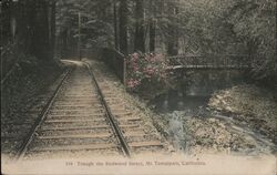 Through the Redwood Forest Postcard