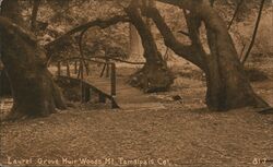 Laurel Grove Muir Woods Mt Tamalpais, CA Postcard Postcard Postcard