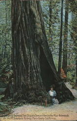 California redwood tree in the Muir Redwoods Mt Tamalpais, CA Postcard Postcard Postcard