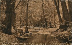 Lagoon Creek, Muir Woods Mt Tamalpais, CA Postcard Postcard Postcard