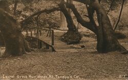 Laurel Grove Muir Woods Postcard