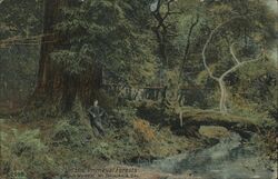 In the Primeval Forests, Muir Woods Postcard