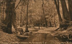 Lagoon Creek Muir Woods Mount Tamalpais, CA Postcard Postcard Postcard