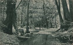 Lagoon Creek, muir woods Mt Tamalpais, CA Postcard Postcard Postcard