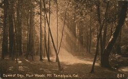 Dawn of Day, Muir Woods Postcard