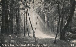 Dawn of Day, Muir Woods Postcard