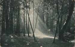 Dawn of Day, Muir Woods Postcard