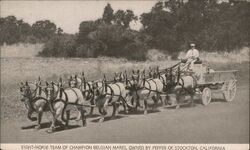 Eight horse team of Champion Belgian Mares, owned by Pfeffer of Stockton, California Postcard Postcard Postcard