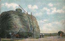 Stacking alfalfa hay, the 7th crop of the year Postcard