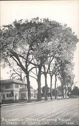 Residence Street Showing Walnut Trees Postcard