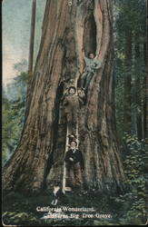 California Wonderland, Calaveras big tree Grove Postcard