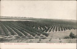 Fruit Ranch Postcard