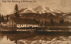 State Fish Hatchery & Mt. Shasta Postcard