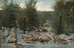 Irrigating Olive Orchard Postcard