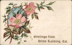 Greetings from Birds Landing, California Postcard Postcard Postcard