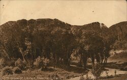 Grove of laurels Postcard