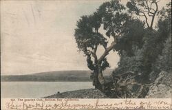 The Gnarled Oak, Bolinas BAy California Postcard Postcard Postcard