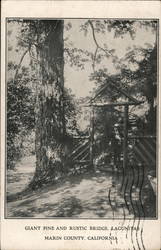 Giant Pine and Rustic Bridge Postcard