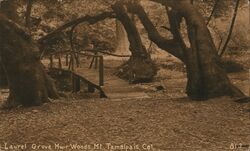 Laurel Grove -Muir Woods Postcard