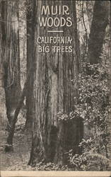 Muir Woods California Big Trees Postcard