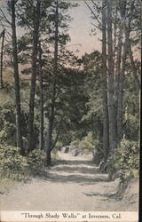 "through Shady Walks" Postcard