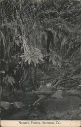 Nature's Fernery, Inverness, Cal. Postcard