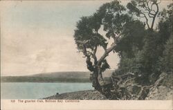 The gnarled Oak, Bolinas Bay California Postcard Postcard Postcard