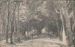 Shady Lane San Anselmo, CA Postcard Postcard Postcard