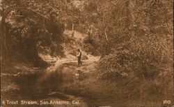 A trout stream San Anselmo, CA Postcard Postcard Postcard