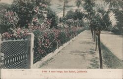 A Rose Hedge Postcard