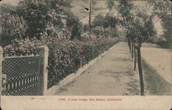 A Rose HEdge San Rafael, CA Postcard Postcard Postcard