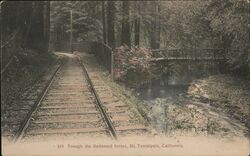 Through the Redwood Forest Mount Tamalpais, CA Postcard Postcard Postcard