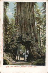 Big tree wawona mariposa grove California Postcard Postcard Postcard