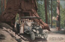 Wawona, Big Tree - 4846 Years old Yosemite Valley, CA Postcard Postcard Postcard