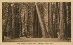 Famous Leaning Tree, Bohemian Grove, Muir Woods Postcard