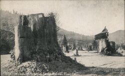 The Stumps of Redwood Forest - Russian River Postcard