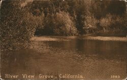 River View Grove California Postcard Postcard Postcard