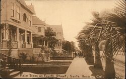 Palm Trees on Fourth Street Postcard