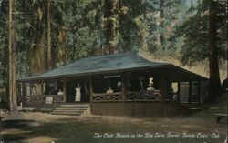 The Clubhouse in the big tree Grove Postcard