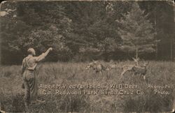 Albert M. Weaver Feerfing Wild Deer Santa Cruz, CA Anorew P. Hill Photo Postcard Postcard Postcard