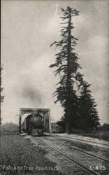 Palo Alto Tree California Postcard Postcard Postcard